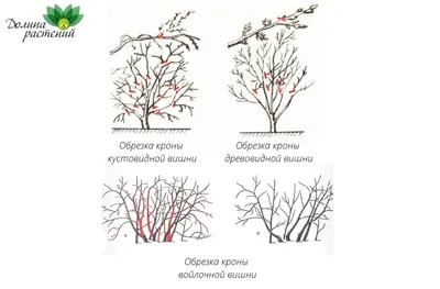 Обрезка винограда осенью: пошаговая инструкция для начинающих, схемы и  правила | ivd.ru