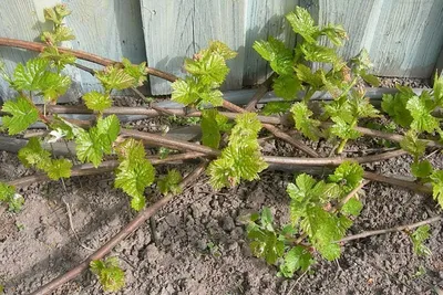 🍇Обрезка взрослого куста винограда. Обрезаем виноград осенью. Обрезка  винограда для новичков. - YouTube