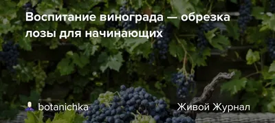 Обрезка винограда осенью: пошаговая инструкция для начинающих, схемы и  правила | ivd.ru