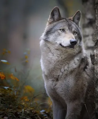 🐺Полярные волки всегда держат хвост в опущенном вниз положении. Если хвост  задран вверх, значит, перед вами вожак стаи... | ВКонтакте