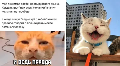 Три Кота | Очень смешной сборник серий | Мультфильмы для детей 😂😁😀 -  YouTube