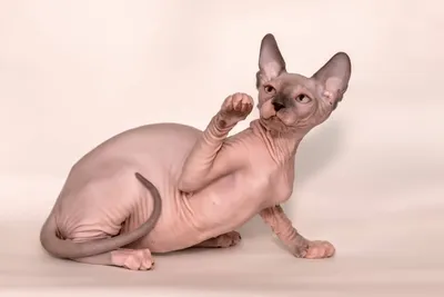 Irina Uryvskaya Merloni sphynx (@sphynxcattery_merloni) • Instagram photos  and videos