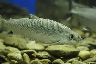 Рыба омуль: описание, виды - Frost Fish