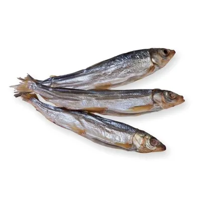 Дикоед - Омуль🐟 Что такое рыба омуль? Это ценная промысловая рыба,  «визитная карточка» Сибири. Для жителей севера она служит основным  источником питания и дохода. Ее варят, жарят, вялят, солят (обычным  способом и