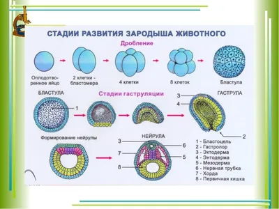 Онтогенез. Типы онтогенеза. Периодизация онтогенеза.