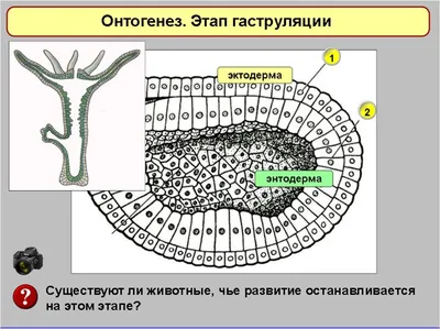 Онтогенез. Прогенез. Эмбриогенез.