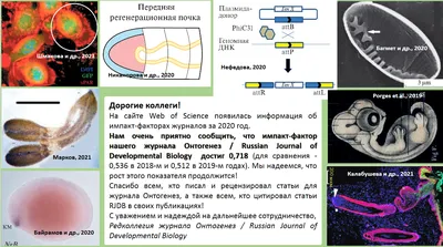 Индивидуальное развитие, или онтогенез | Арина Кочурова | Дзен