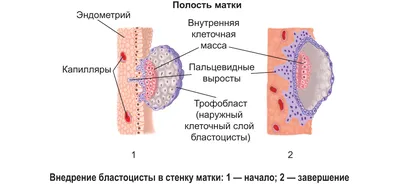 Рабочий лист: \"Онтогенез. Индивидуальное развитие организма\"