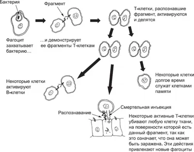 35—1. Онтогенез человека. Эмбриональное развитие человека