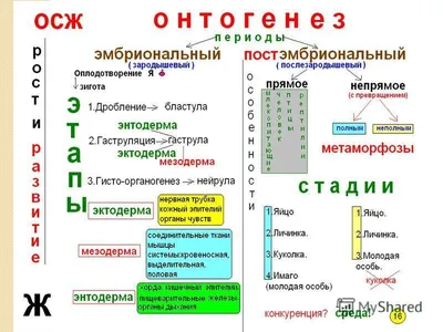 ОНТОГЕНЕЗ НЕРВНОЙ СИСТЕМЫ │ Развитие головного мозга - YouTube