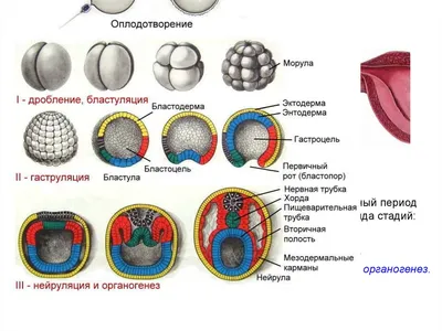 Шпаргалка - Онтогенез