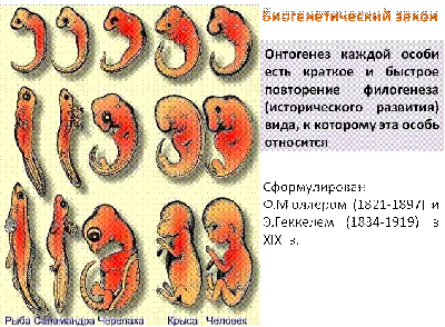 Онтогенез. Основные этапы онтогенеза - презентация онлайн