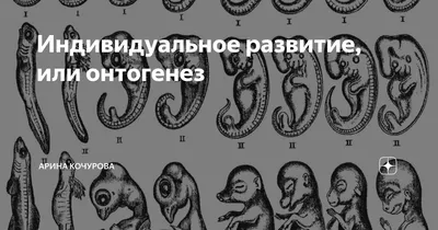 Книга Структурно-слоговая организация речи дошкольников: онтогенез и  дизонтогенез - купить педагогики, психологии, социальной работы в  интернет-магазинах, цены на Мегамаркет | 163