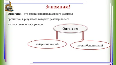 Онтогенез и его периоды - презентация онлайн