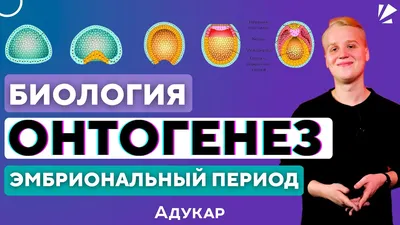 Нормальный ранний онтогенез как ориентир сурдопедагога на запускающем этапе  реабилитации ребенка с КИ - Альманах