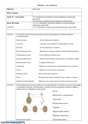 Презентация по биологии по теме: \"Онтогенез\"