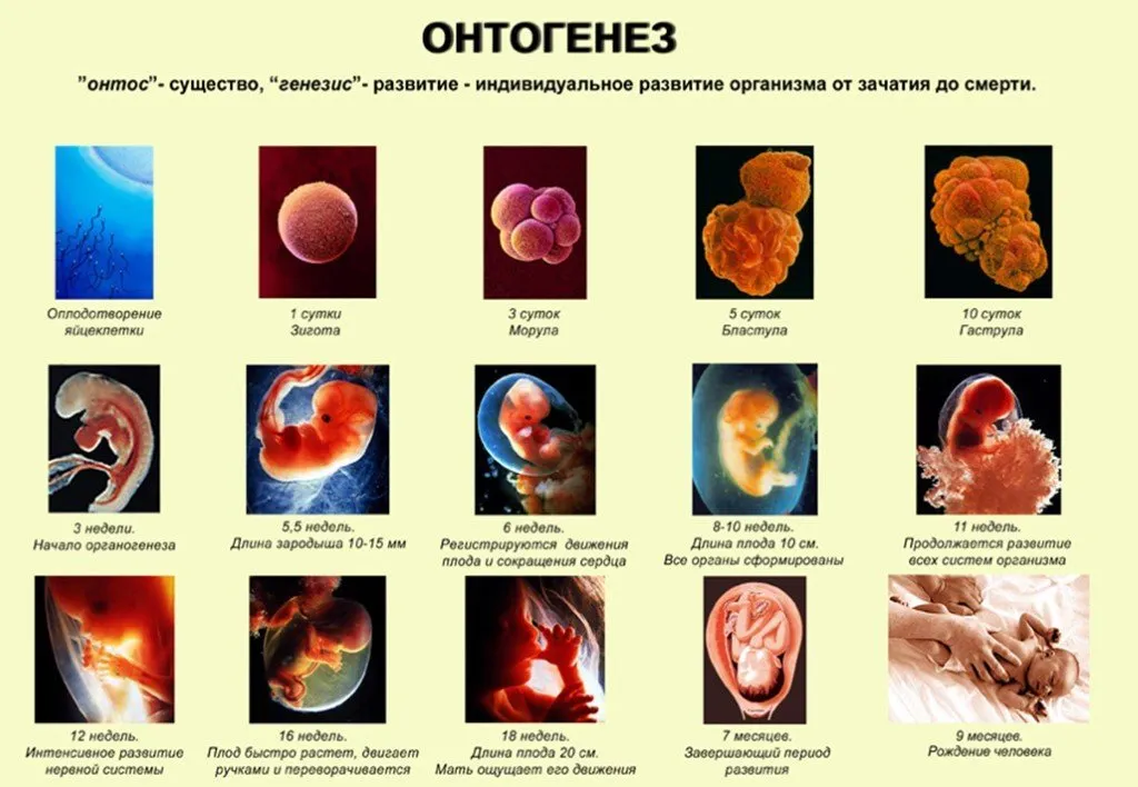 Онтогенез органогенез