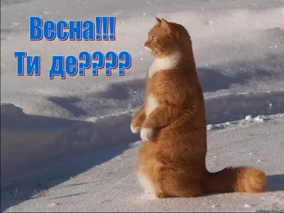 Опять снег?\": первый день зимы в Приморье удивит с самого утра -  UssurMedia.ru