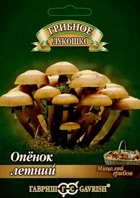 В Подмосковье сезон фламмулины. Где найти и как приготовить зимние опята -  Российская газета