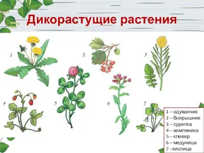 [82+] Определитель растений с картинками обои