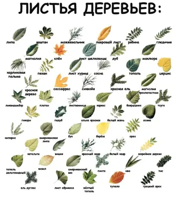 Как узнать название растения по фото с помощью смартфона - Российская газета