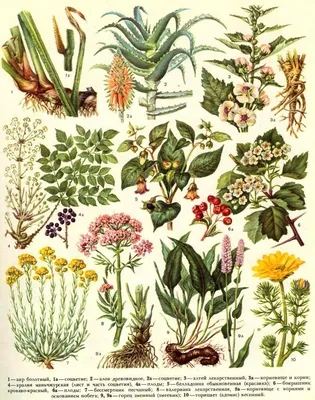 Ботаника: истории из жизни, советы, новости, юмор и картинки — Все посты,  страница 32 | Пикабу