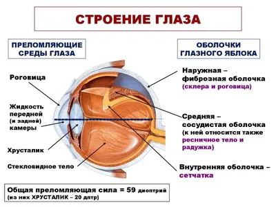 Орган зрения картинки