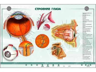 Орган зрения и зрительный анализатор. 8-й класс