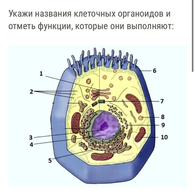 Немембранные органоиды животных клеток — что это, определение и ответ