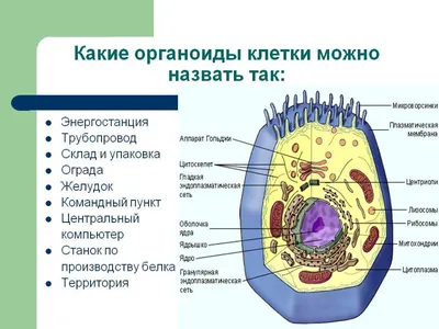 Органоиды клетки, подготовка к ЕГЭ по биологии