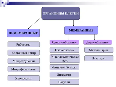 Органоиды клетки: мембранные и немембранные — Биология с Марией Семочкиной  на vc.ru