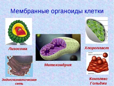 Органоиды Человека — стоковые фотографии и другие картинки Исследование -  Исследование, Ткани, Без людей - iStock