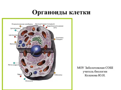 Органоиды и их функции в клетке» — создано в Шедевруме