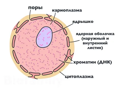 Органоиды Клетки Рисунки (57 Фото)