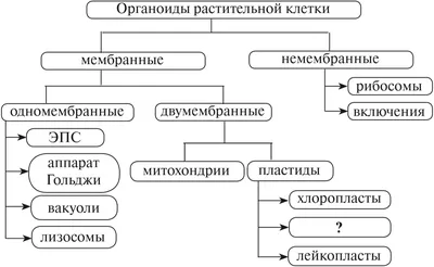 Нейронауки в Science и Nature. Выпуск 180: получены искусственные органоиды,  выделяющие спинномозговую жидкость