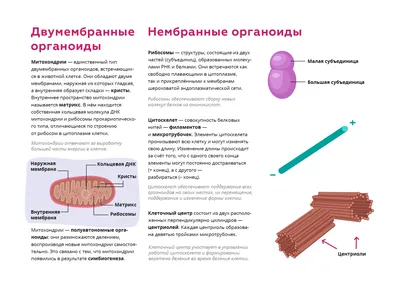 Органоиды, выращенные в лаборатории, более подвержены стрессу, чем клетки  мозга