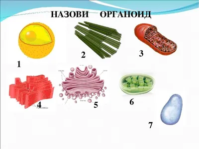 12. Гиалоплазма. Цитоскелет. Немембранные органоиды: Немембранные органоиды