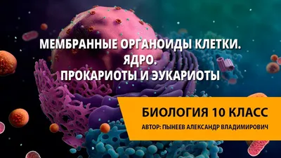 Рабочий лист «Органоиды клетки»