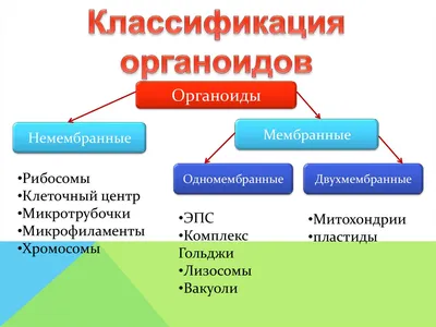 Органоиды, обнаруженные с помощью электронного микроскопа – Статьи на сайте  Четыре глаза