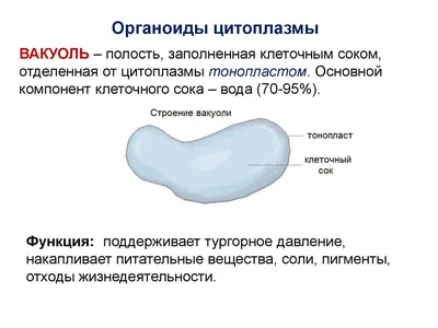 Органоиды | это... Что такое Органоиды?