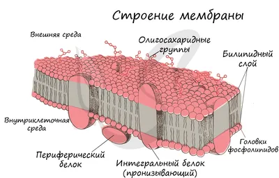 Диаграмма: Биология. Клетка. Органоиды | Quizlet