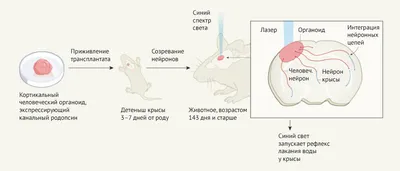 Органоиды клетки, подготовка к ЕГЭ по биологии