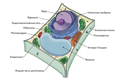 PPT - Органоиды клетки PowerPoint Presentation, free download - ID:3869971