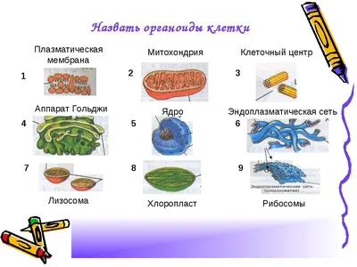 Особенности строения растительной клетки • Биология, Растения и грибы •  Фоксфорд Учебник