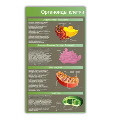 Стенд Органоиды клетки в кабинет биологии 745х990мм - купить с доставкой по  выгодным ценам в интернет-магазине OZON (862788517)