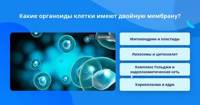 Создание органоидов легких человека и проксимальной дифференцировки для  генерации зрелых органоидов дыхательных путей