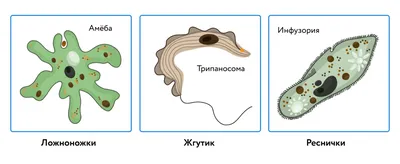 ЕГЭ Биология: Органоиды клетки