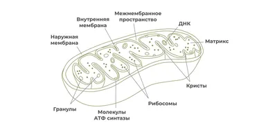 Органоиды на переднем плане медицинской науки | GxP News