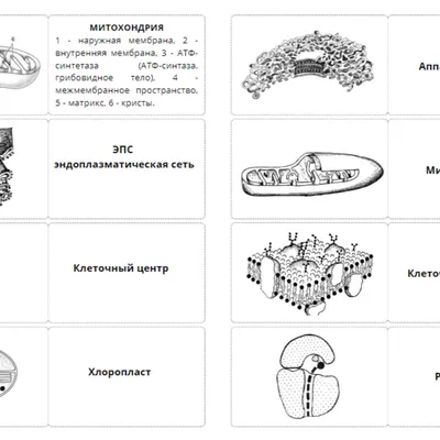 Верны ли все органоиды клетки функционально связаны друг с другом. б.  органоиды не могут существовать вне клетки даже в питательной среде.?» —  Яндекс Кью