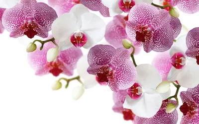 [85+] Орхидея картинки на рабочий стол обои